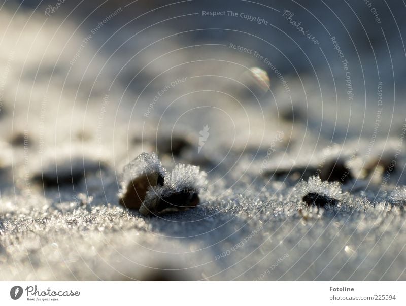 Wat is dat? Umwelt Natur Urelemente Winter Eis Frost hell kalt natürlich schwarz weiß gefroren Sonnenblumenkern Eiskristall Farbfoto Außenaufnahme Menschenleer