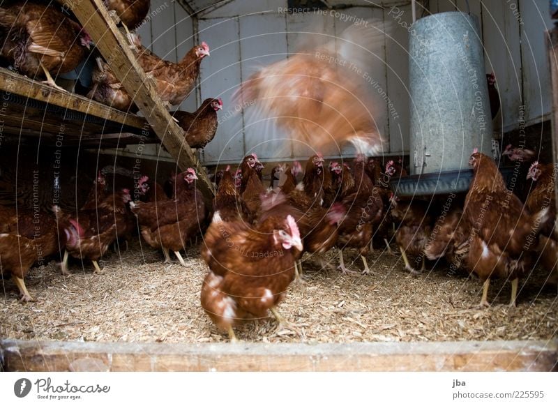 Hühnerstall Lebensmittel Fleisch Landwirtschaft Kanada Hütte Tier Nutztier Haushuhn Tiergruppe Herde Holz beobachten Bewegung fliegen füttern hocken Blick