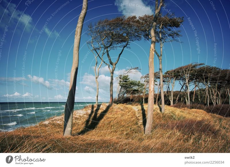 Hoch im Norden Ausflug Ferne Umwelt Natur Landschaft Pflanze Wasser Himmel Wolken Horizont Schönes Wetter Baum Gras Sträucher Wellen Küste Strand Ostsee