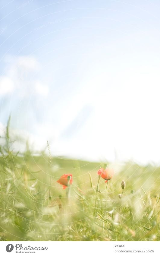 Sanfte Mohnblüte Umwelt Natur Pflanze Himmel Sonnenlicht Sommer Schönes Wetter Wärme Gras Blatt Blüte Wildpflanze Wiese Blühend Wachstum hell blau grün rot