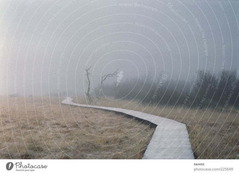 verschwinden Herbst Winter Nebel Hochmoor Hohes Venn eckig gruselig kalt Traurigkeit Sehnsucht Fernweh Einsamkeit geheimnisvoll Vergänglichkeit