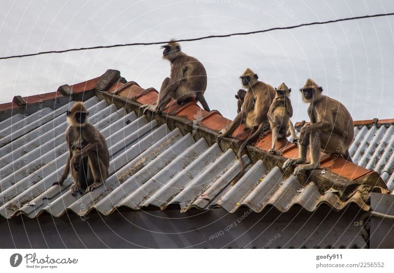 Affenbande Ferien & Urlaub & Reisen Tourismus Ausflug Abenteuer Sightseeing Dach Wildtier Tiergesicht Tiergruppe Tierfamilie beobachten Coolness frech lustig