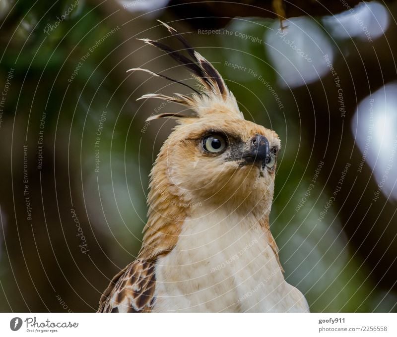 Falkenadler Ferien & Urlaub & Reisen Tourismus Ausflug Abenteuer Safari Expedition Baum Wald Urwald Sri Lanka Asien Vogel Tiergesicht Flügel Fell Adler