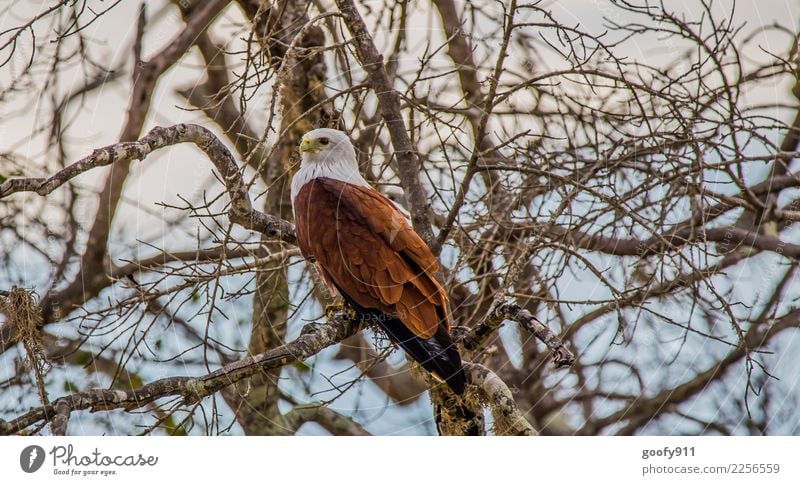 Weißkopfadler Ferien & Urlaub & Reisen Tourismus Ausflug Abenteuer Safari Expedition Umwelt Natur Baum Ast Wald Urwald Sri Lanka Asien Tier Wildtier Vogel