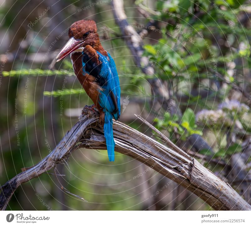 Kingfisher Ferien & Urlaub & Reisen Tourismus Ausflug Abenteuer Ferne Safari Expedition Umwelt Natur Landschaft Baum Wald Urwald Sri Lanka Asien Tier Wildtier