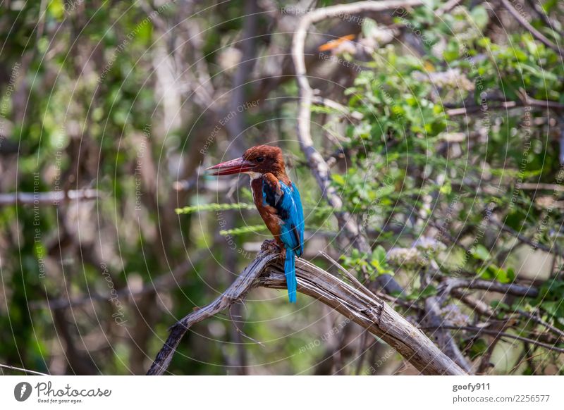 Kinghfisher 2 Ferien & Urlaub & Reisen Tourismus Ausflug Abenteuer Ferne Freiheit Safari Expedition Umwelt Natur Landschaft Baum Wald Urwald Sri Lanka Asien