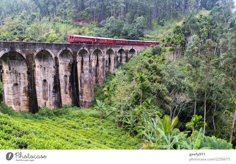 Zug verpasst.... Ferien & Urlaub & Reisen Tourismus Ausflug Abenteuer Freiheit Expedition Umwelt Natur Landschaft Baum Gras Sträucher Wald Urwald Sri Lanka