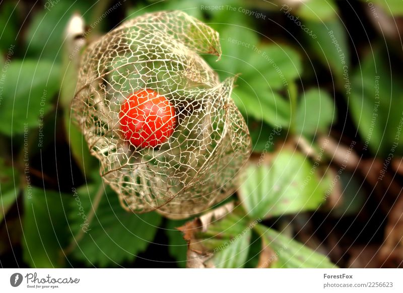 Die Lampionblume Umwelt Natur Pflanze Herbst Schönes Wetter Blatt Grünpflanze Garten rund grün orange rot Physalis netzartig Farbfoto Außenaufnahme Nahaufnahme