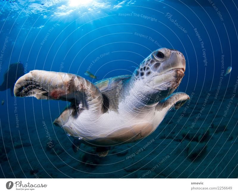 Grüne Schildkröte (Chelonia mydas) exotisch Freude Ferien & Urlaub & Reisen Strand Meer Natur Pflanze Tier Wärme Küste groß natürlich unten grün Farbe Dummkopf