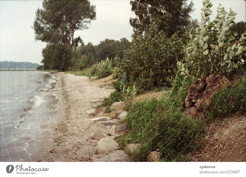 Stürmische Zeit Umwelt Natur Landschaft Wind Baum Sträucher Seeufer Strand Einsamkeit einzigartig Freiheit schön Wandel & Veränderung Wege & Pfade Bewegung