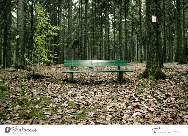 Wait and see Umwelt Natur Herbst Wald braun grün Einsamkeit Bank Blatt Moos Pause Farbfoto Außenaufnahme Menschenleer Tag Zentralperspektive Holzbank 1