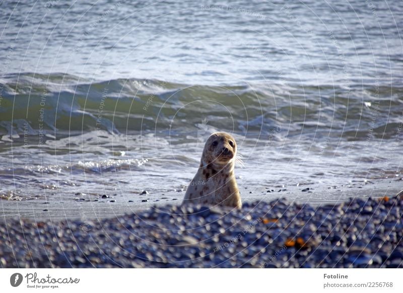 Wo ist der komische Mensch? Umwelt Natur Tier Urelemente Erde Wasser Winter Schönes Wetter Wellen Küste Nordsee Meer Insel Wüste Wildtier Tiergesicht 1 frech