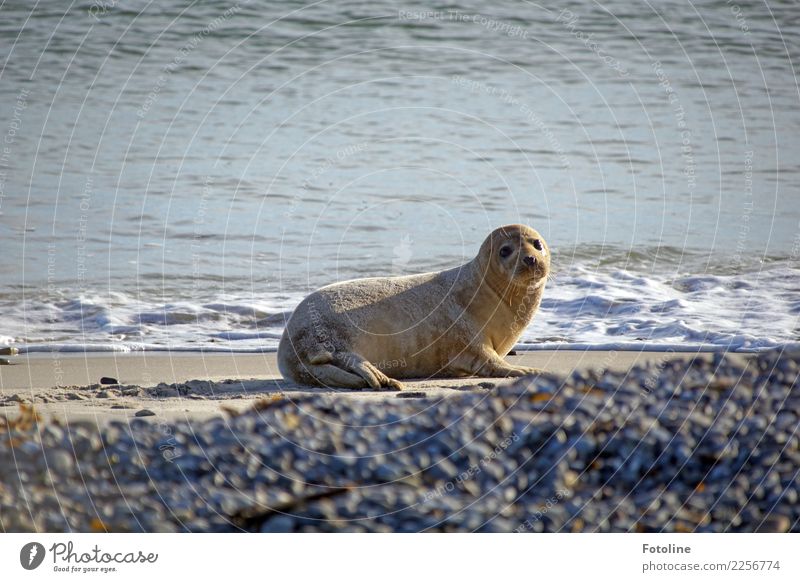 Baden oder nicht baden, das ist hier die Frage. Umwelt Natur Tier Urelemente Erde Sand Wasser Wellen Küste Strand Nordsee Meer Insel Wildtier 1 frei hell nah