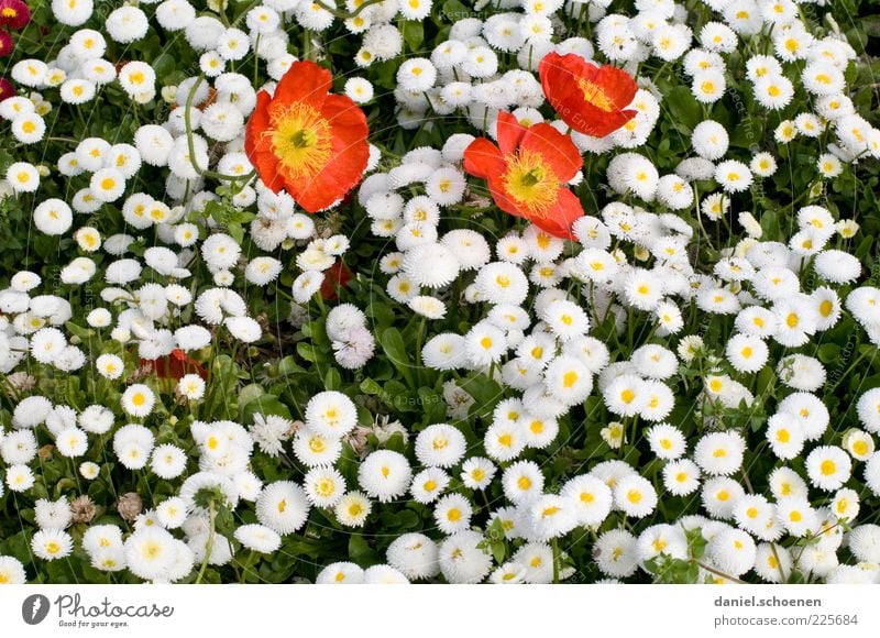 etwas Frühling Pflanze Blume Blatt Blüte rot weiß Gänseblümchen Mohn Detailaufnahme Textfreiraum unten Blühend Menschenleer Vogelperspektive Gras Blütenblatt