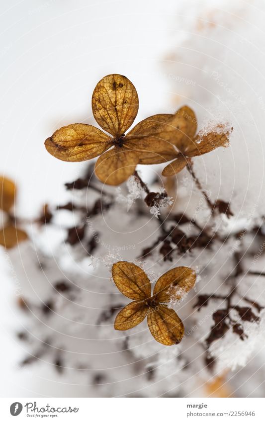 Jenseits des Mainstreams | Blumen verwelkt im Schnee Umwelt Natur Pflanze Winter Klima Klimawandel Wetter Eis Frost Schneefall Sträucher Blatt Blüte Grünpflanze