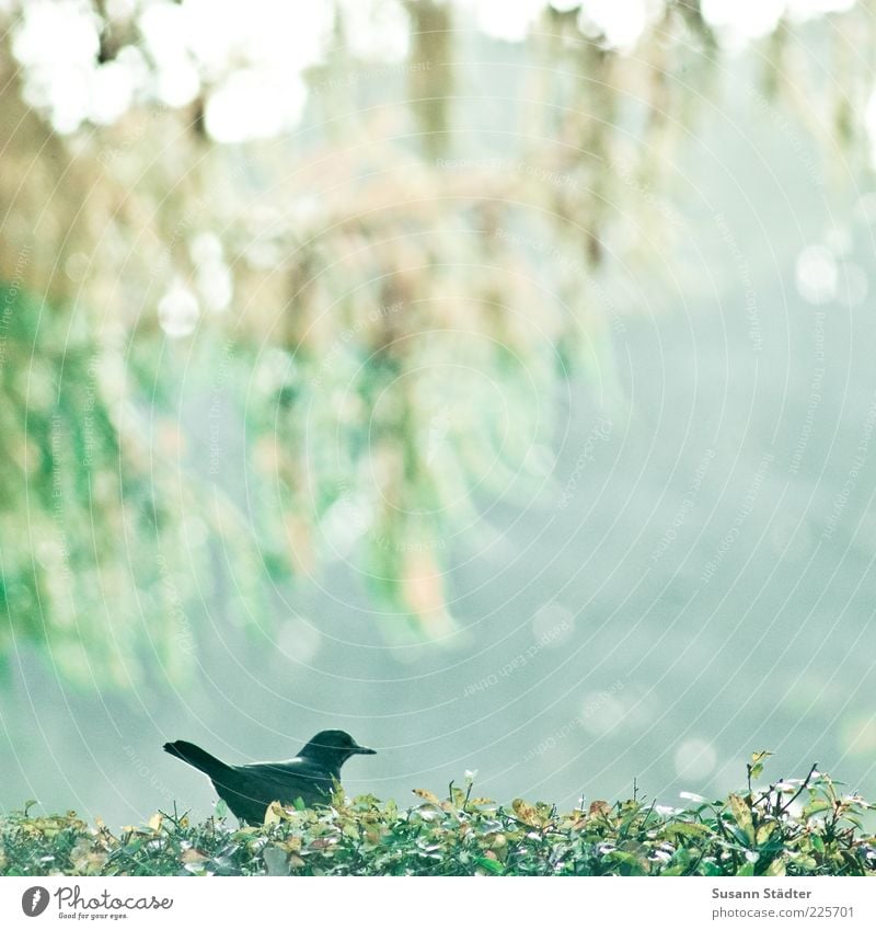 Der frühe Vogel.. Tier beobachten Hecke Lärche Blatt Unschärfe klein einzeln Sonnenlicht 1 ruhig Menschenleer sitzen Außenaufnahme Textfreiraum rechts