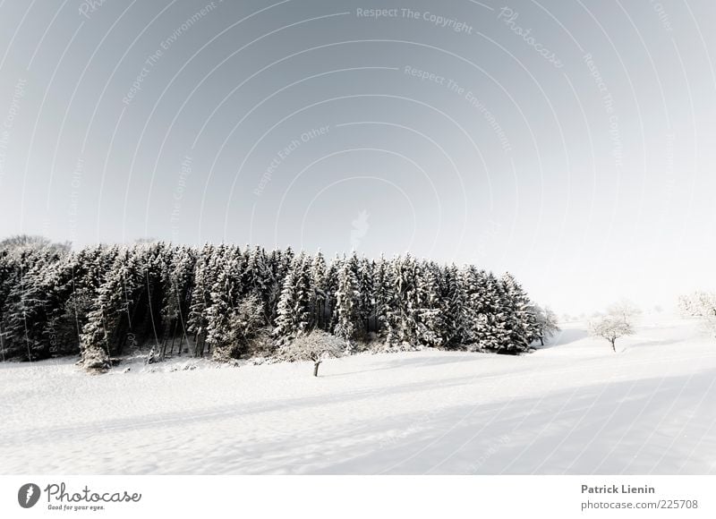 Penguins in the cold Umwelt Natur Landschaft Urelemente Luft Himmel Wolkenloser Himmel Winter Wetter Schönes Wetter Schnee Pflanze Baum Wald Hügel Blick