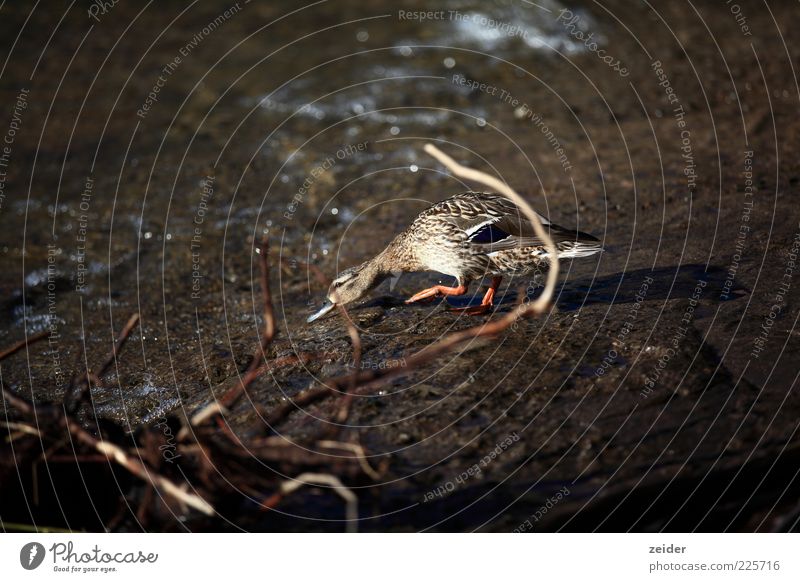 Ente Umwelt Natur Erde Wasser Sommer Regen Seeufer Bach Fluss Wildtier Vogel Flügel Zoo 1 Tier Tierjunges ästhetisch Gefühle eitel elegant entdecken Kreativität