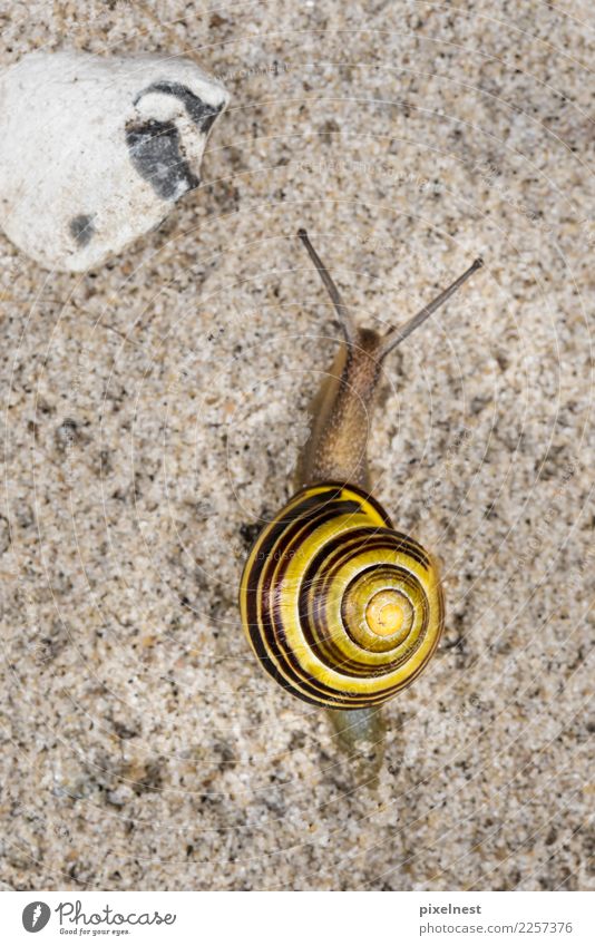 Garten-Bänderschnecke Sand Küste Tier Schnecke Gartenschnecke Helicidae Pulmonata rennen Häusliches Leben rund schleimig gelb Pünktlichkeit Gelassenheit