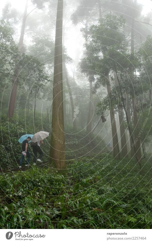 Zwei Männer mit Schirmen, viel Grün, ein Wald, Nebel Ferien & Urlaub & Reisen Ausflug Mensch maskulin Mann Erwachsene Natur Landschaft Sommer schlechtes Wetter