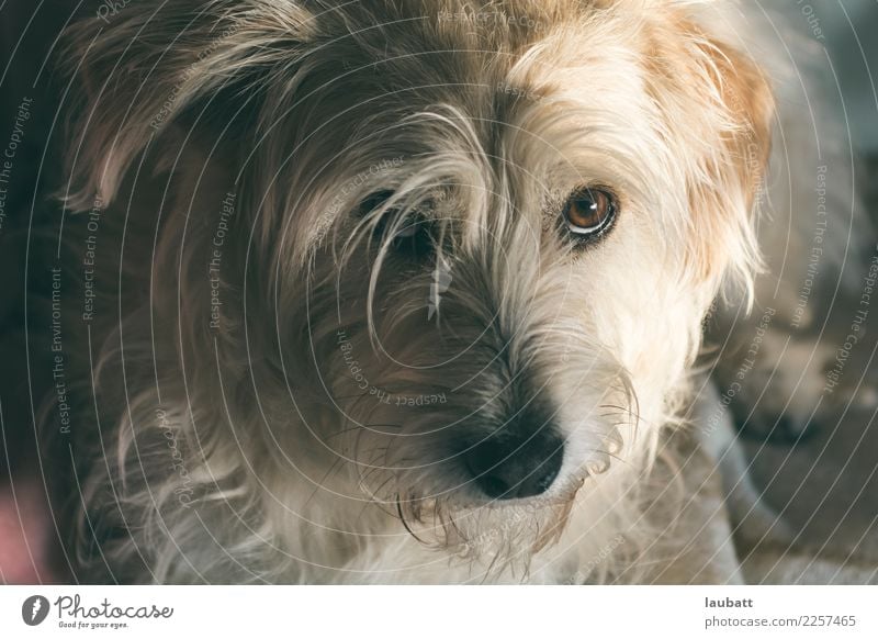 Ich war es nicht! Tier Haustier Hund Tiergesicht Schwärmerei Hundeblick Welpe 1 Akzeptanz Vertrauen Einigkeit loyal Warmherzigkeit Sympathie Freundschaft