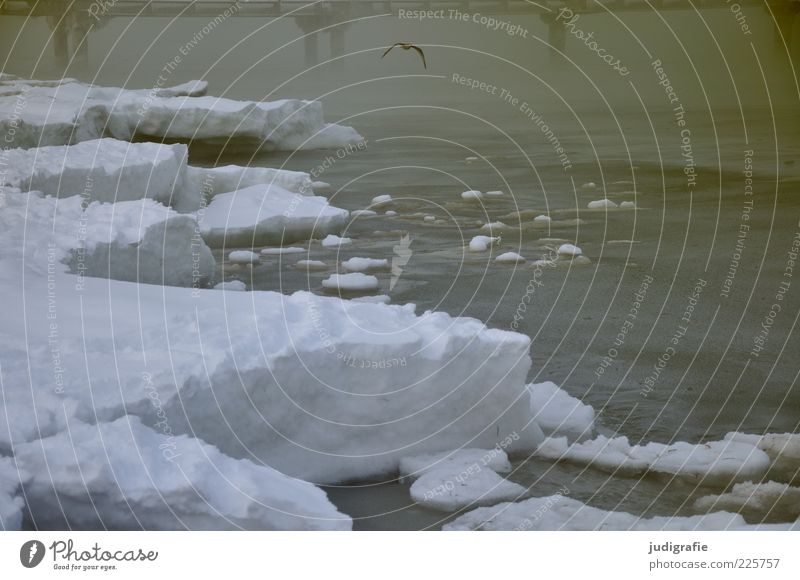 Ostsee Umwelt Natur Landschaft Wasser Winter Klima Wetter Nebel Schnee Küste Strand Meer Prerow dunkel kalt natürlich Stimmung Seebrücke Farbfoto Außenaufnahme