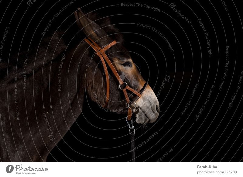 Maulesel Tier Haustier Nutztier Pferd Tiergesicht 1 braun schwarz Gelassenheit Langeweile Unlust Trägheit bequem Pause Farbfoto Studioaufnahme Menschenleer