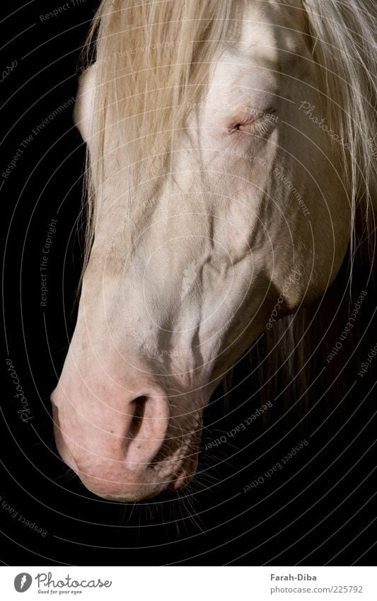 schlafender Cremello Tier Haustier Nutztier Pferd Tiergesicht Fell 1 schwarz Zufriedenheit dankbar Unlust Erschöpfung Trägheit bequem Vertrauen Farbfoto