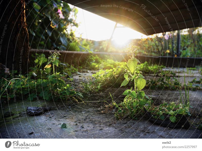 Bei Hempels unter der Hollywoodschaukel Umwelt Natur Pflanze Urelemente Erde Schönes Wetter Sträucher Garten Beton leuchten Wachstum klein nah Neugier unten