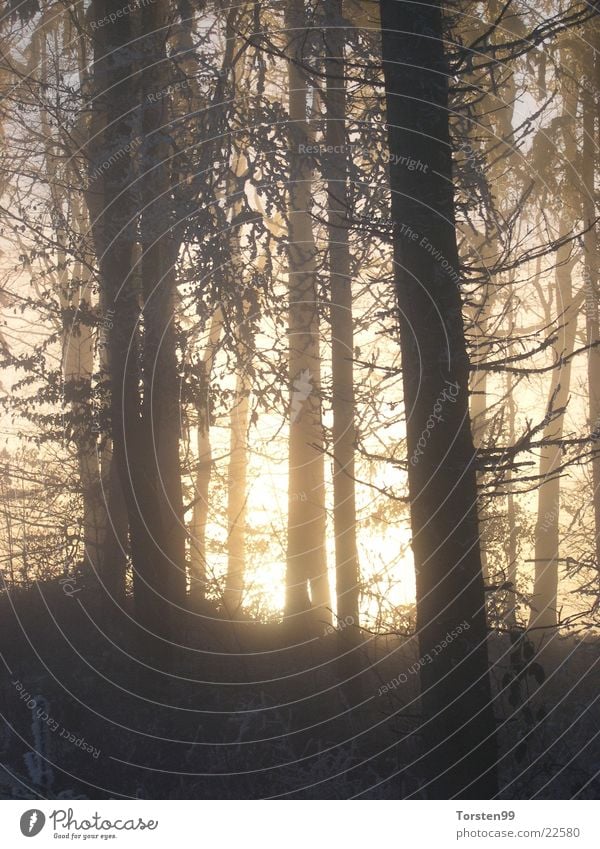 Winterwald Wald Nebel Nachmittagssonne Frost Ast Feenwald