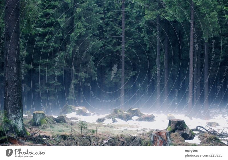 Tannöd Umwelt Natur Landschaft Luft Nebel Eis Frost Schnee Baum Wald gruselig Forstwirtschaft Fichtenwald dunkel Farbfoto Außenaufnahme Tag Kontrast Silhouette