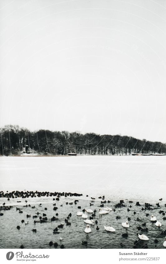 Winter 2.0 Eis Frost Schnee Wellen Seeufer Schwimmen & Baden Ente Schwan Eisscholle Baumreihe gefroren Bootshaus Mecklenburg-Vorpommern Seenplatte