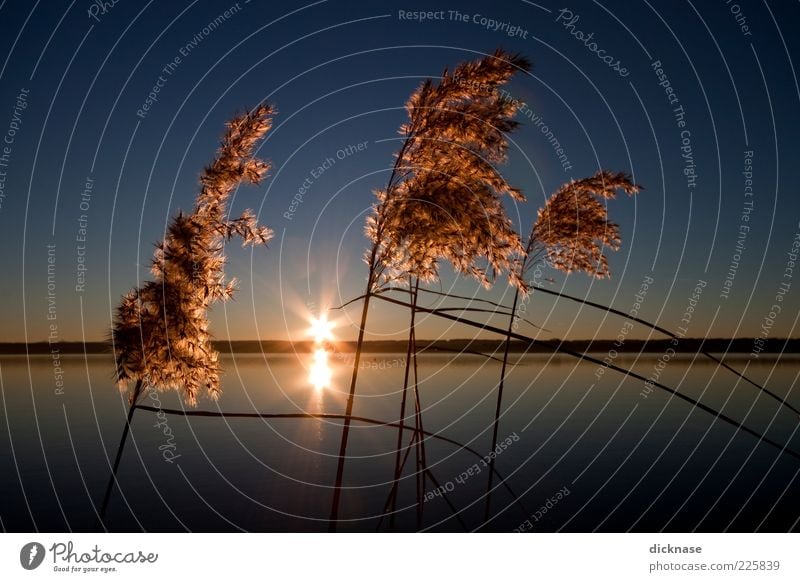 Practice Day Umwelt Natur Landschaft Wasser Himmel Wolkenloser Himmel Horizont Sonnenaufgang Sonnenuntergang Sonnenlicht Winter Schönes Wetter Pflanze Sträucher