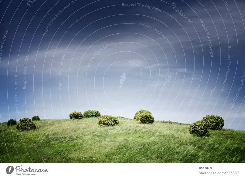 Noppen Natur Landschaft Himmel Frühling Sommer Pflanze Gras Sträucher buschig Wiese Hügel Wachstum authentisch rund Farbfoto Außenaufnahme Menschenleer Tag