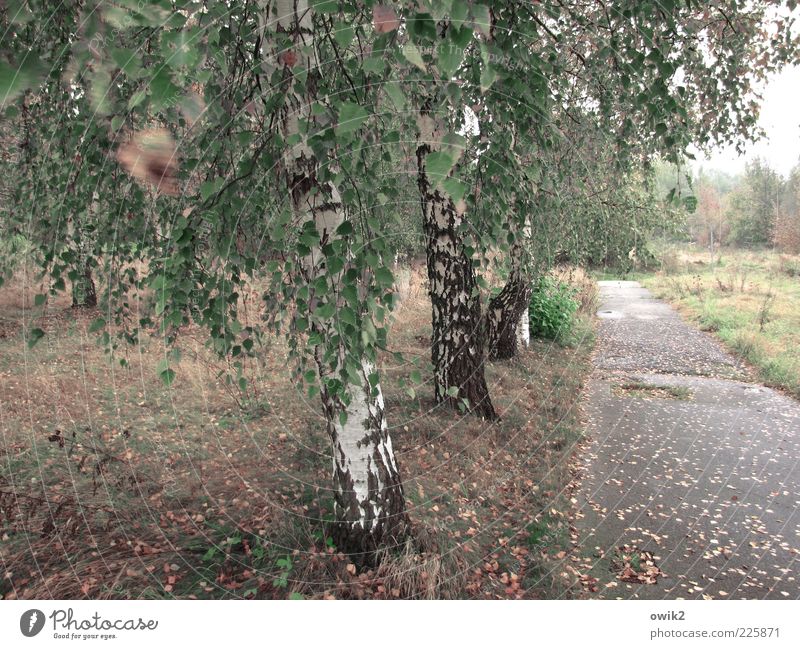 Alte Straße Umwelt Natur Landschaft Pflanze Horizont Herbst Klima Wetter Wind Sturm Baum Gras Sträucher Blatt Grünpflanze Wildpflanze Birke Wiese Wald