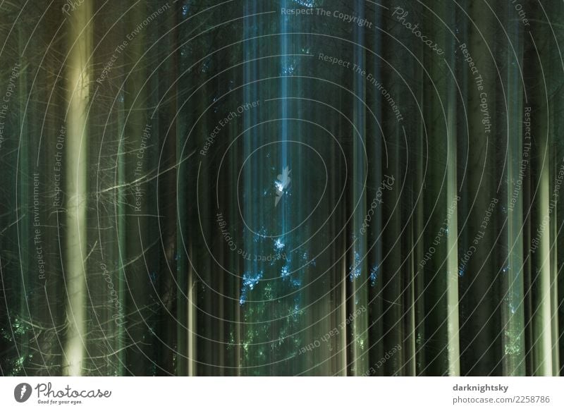 Abstrakter Forst mit Lichtspuren Umwelt Natur Landschaft Pflanze Urelemente Sommer Baum Nadelwald Fichtenwald Monokultur Forstwirtschaft Wald Schwarzwald fallen