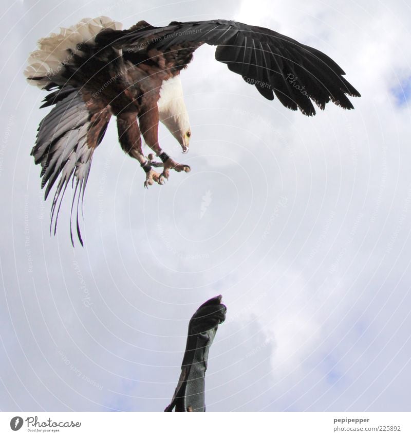 punktlandung maskulin Arme 1 Mensch Wolken Handschuhe Tier Wildtier Vogel Flügel Krallen fangen fliegen füttern Jagd ästhetisch elegant Falkner Gedeckte Farben