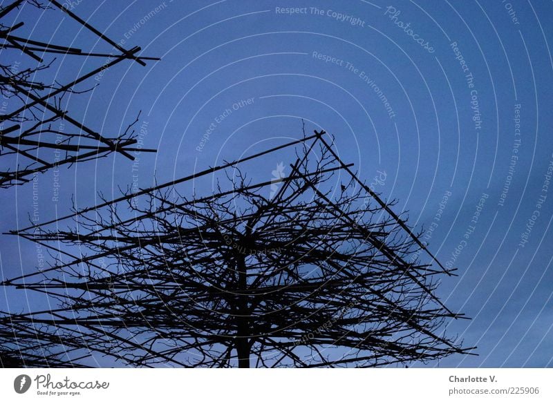 Natursonnenschirm Pflanze Winter Baum Baumkrone Park Gestell lang gezogen Holz dunkel eckig kalt blau schwarz Macht beweglich diszipliniert Ordnungsliebe Kultur