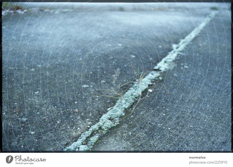 Green Line Umwelt Natur Winter Eis Frost Pflanze Gras Menschenleer Wege & Pfade Zeichen frieren eckig grau grün Stimmung Surrealismus Symmetrie Moos Fuge Beton