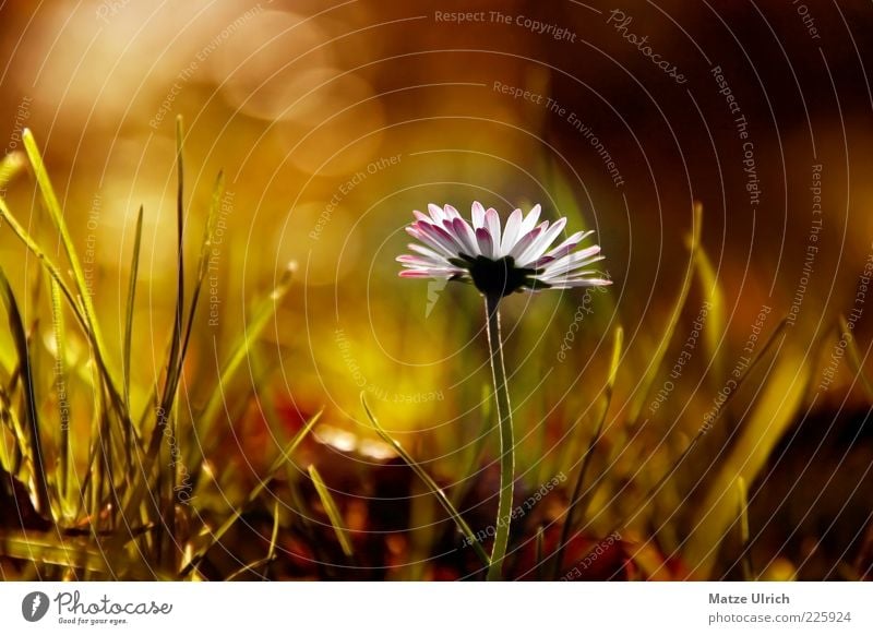 Gänseblümchen Natur Herbst Pflanze Blume Wildpflanze Wiese grün weiß Farbfoto Außenaufnahme Nahaufnahme Menschenleer Textfreiraum links Sonnenlicht Unschärfe