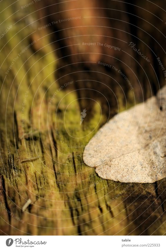 Zersetzung Umwelt Natur Pflanze Herbst Winter Baum Blatt Wildpflanze Baumstamm Blattadern Holz liegen verblüht dehydrieren alt trocken braun grün Vergangenheit