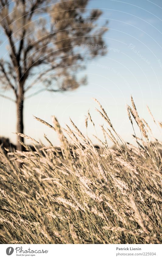 flies everywhere Umwelt Natur Landschaft Pflanze Urelemente Sonne Sonnenlicht Sommer Klima Wetter Schönes Wetter Baum Nutzpflanze Wildpflanze Feld Outback