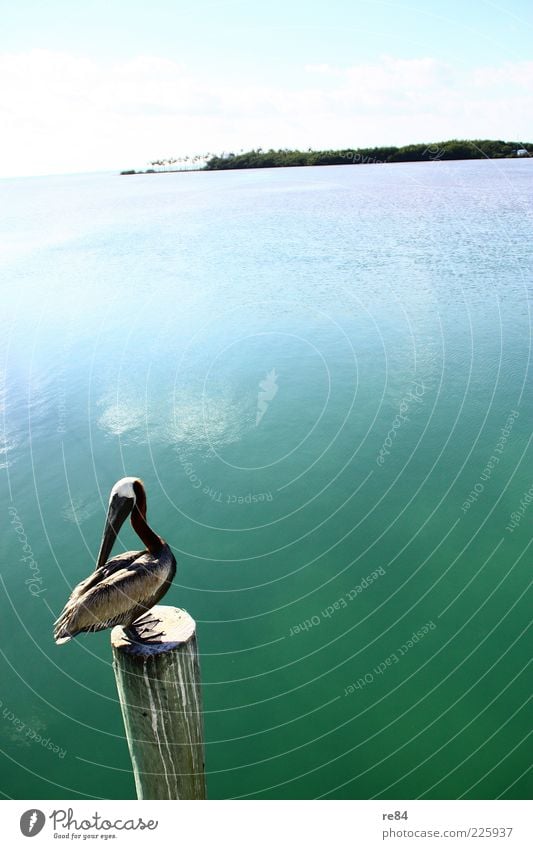 Vogelperspektive. Umwelt Landschaft Luft Wasser Himmel Sonne Sommer Wetter Schönes Wetter Meer Insel Tier Flügel 1 Ferien & Urlaub & Reisen Farbfoto