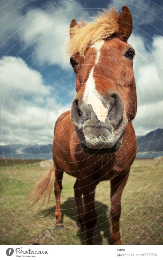 Kühles Blondes Natur Landschaft Tier Himmel Wolken Wind Nutztier Wildtier Pferd Tiergesicht stehen warten ästhetisch Freundlichkeit lustig natürlich Neugier