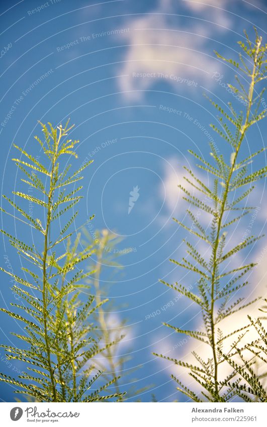 Grün auf Blau. Umwelt Natur Pflanze Himmel Wolken Sommer Sträucher Blatt blau grün zart zartes Grün filigran Farbfoto Außenaufnahme Menschenleer