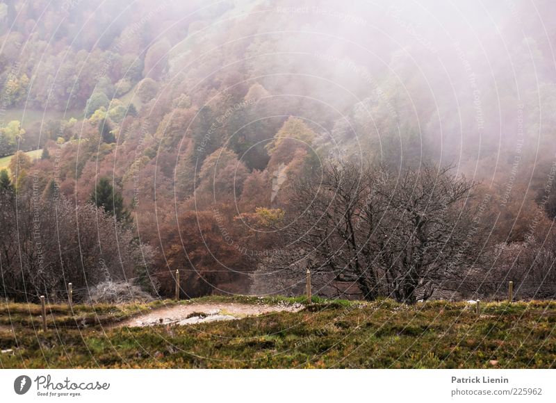 unterwegs Umwelt Natur Landschaft Pflanze Herbst Wetter Nebel Baum Wald Hügel Berge u. Gebirge dunkel Stimmung Schwarzwald Wege & Pfade Zaun Zaunpfahl kalt grün