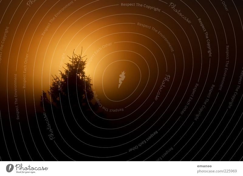 underfog Sommer Umwelt Natur Pflanze Sonnenlicht Winter Klima Wetter Nebel Baum dunkel gelb schwarz Nebelstimmung Nadelbaum leuchten Licht Ast Farbfoto