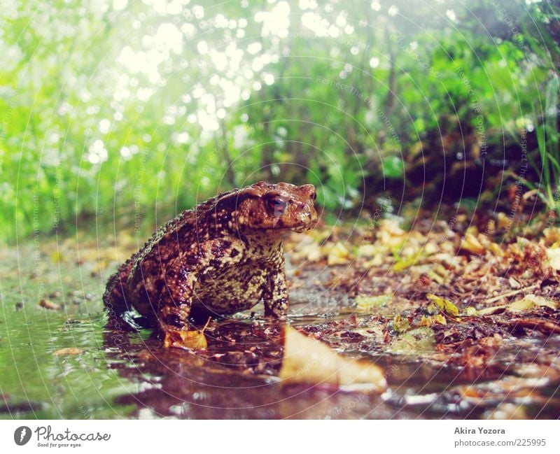 Krötenwetter Natur Erde Pflanze Sträucher Garten Tier Wildtier Erdkröte Lurch 1 leuchten Blick sitzen warten nah nass natürlich stark braun gelb grün schwarz