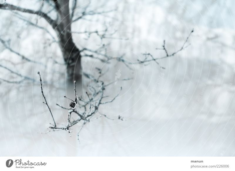 Flut Natur Wasser Winter Regen Baum Zweige u. Äste See Wassermassen überschwemmt Überschwemmung Sintflut authentisch nass Farbfoto Außenaufnahme Menschenleer