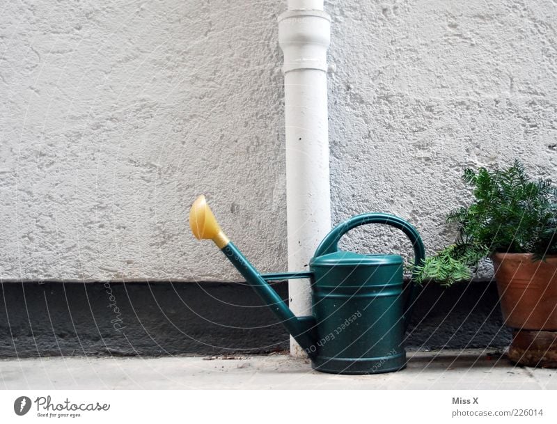 Garten Häusliches Leben Pflanze Sträucher Mauer Wand grau Gießkanne gießen Farbfoto Außenaufnahme Menschenleer Fallrohr Regenrohr Fassade Blumentopf